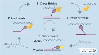 The Sliding Filament Theory of Muscle Contraction | FOUR STEPS