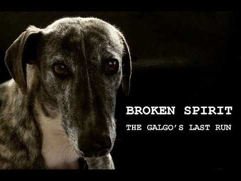 Broken Spirit - The Galgo's Last Run (NL versie)