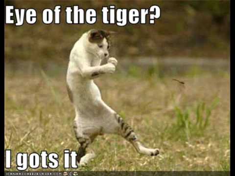 Fabian Gray   Eye of the tiger