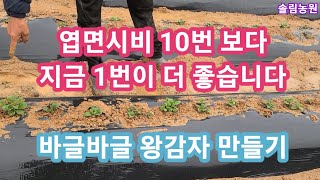 왕감자 바글바글 엽면시비 10번보다 지금 1번이 훨씬 좋다~~감자재배방법,추비,중거름 전원일기,인간극장,,주…