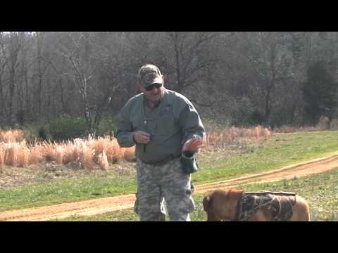 Hunting Dog Steadiness Drills on a Placeboard With Distractions