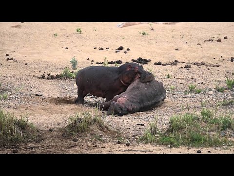 Strange Hippo Behavior Part 1 || ViralHog