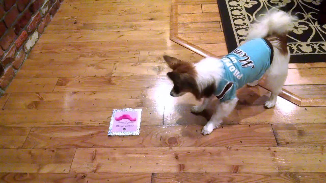 Made To Amuse: Paws Approved! Live Greetings Pet Video