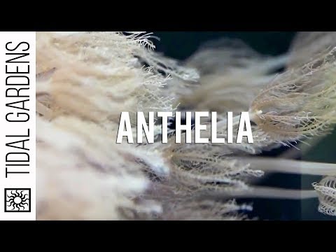 Waving Hand Anthelia Soft Coral