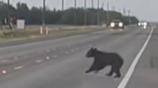 WATCH: Black bear allegedly spotted crossing South Texas highway