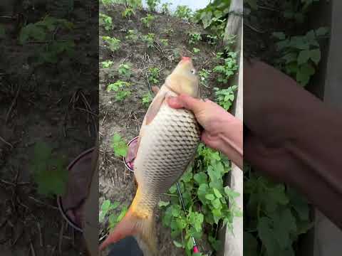 3 days of solo camping when stranded in Alaska's rainforest