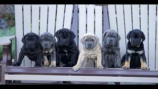 Video preview image #1 Cane Corso Puppy For Sale in LANCASTER, PA, USA
