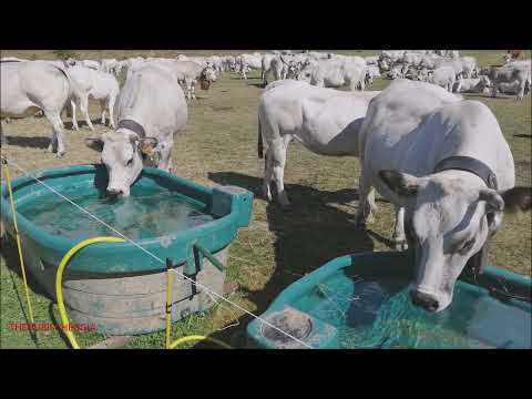 MUCCHE PIEMONTESI CHE SI DISSETANO DURANTE LA TRANSUMANZA A PRATONEVOSO. (CN) DOM. 19 - 9 - 2021.