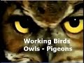 Working Birds Carrier Pigeons Barn Owls And Siberian Seals