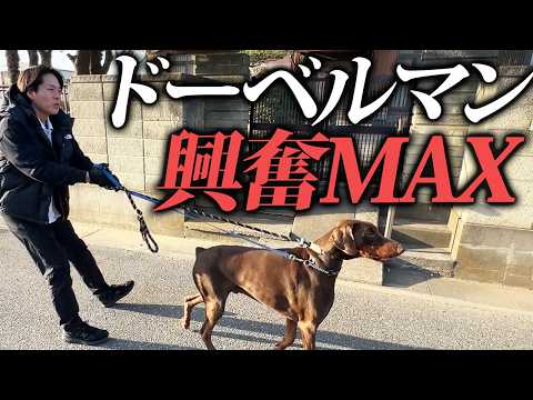 公式YouTube