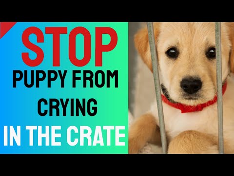 Stop Puppy From Crying in the Crate - Crate Training Tips