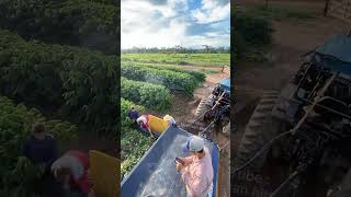 Download lagu Coffee harvest in Brazil with the help of sophisticated machines #shorts mp3