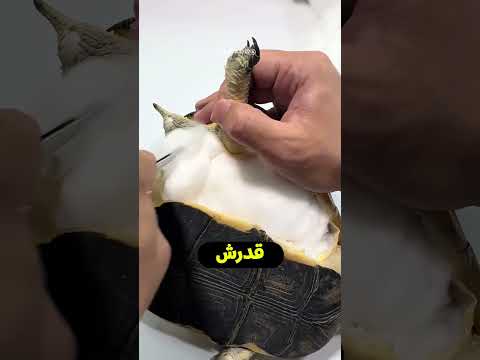 قصة السلحفاة اللي عاشت 30 سنة مع صاحبها.. والنهاية كانت مؤثرة! 🐢