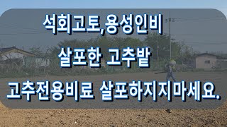 석회,용성인비 시비한 고추밭에 고추전용비료 시비하지 마세요.