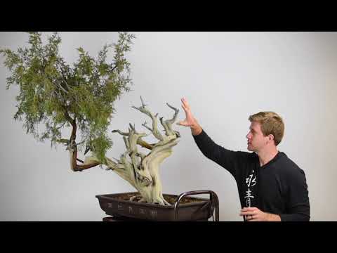 Creating a Juniper Bonsai from Yamadori material