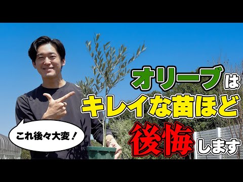 オリーブの芯からオリーブの木を育てる方法 ポットガーデンを栽培する