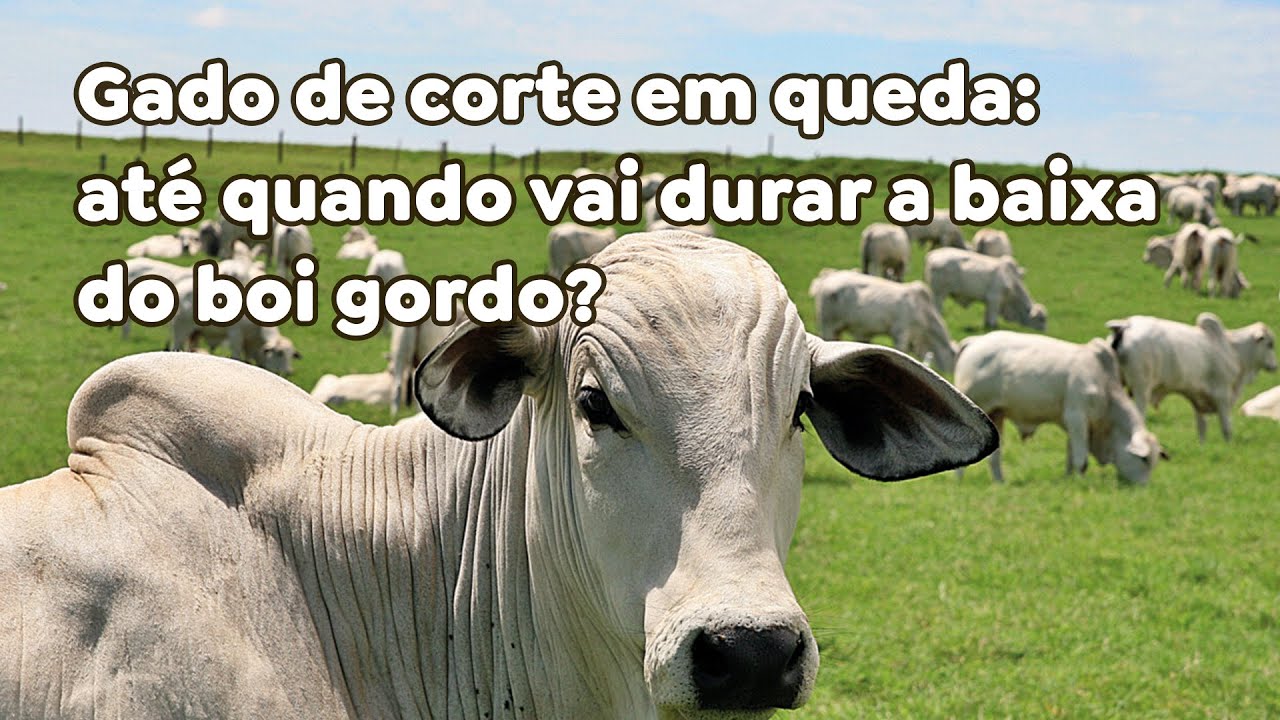 Gado de corte em queda: até quando vai durar a baixa do boi gordo?