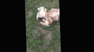 Download lagu LOLA  and RUBY golden retriever wrestlemania mp3