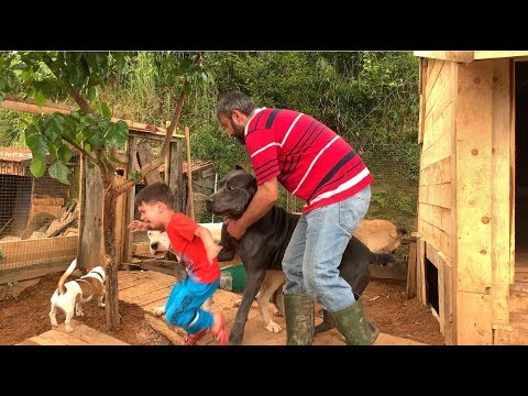 FIRSATTAN İSTİFADE EDEN CANE CORSO NARKOZ AYISI YARAMAZLIK PEŞİNDE
