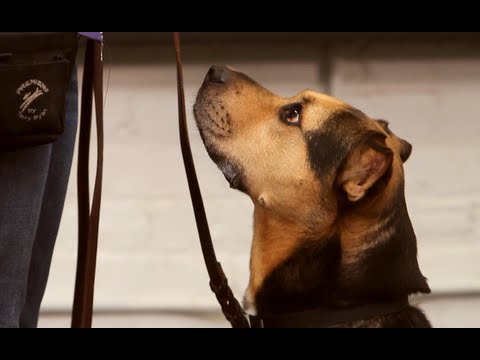 How to Teach Your Dog to Heel | Dog Training