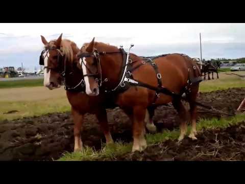150925 Plowing Match Finch ON