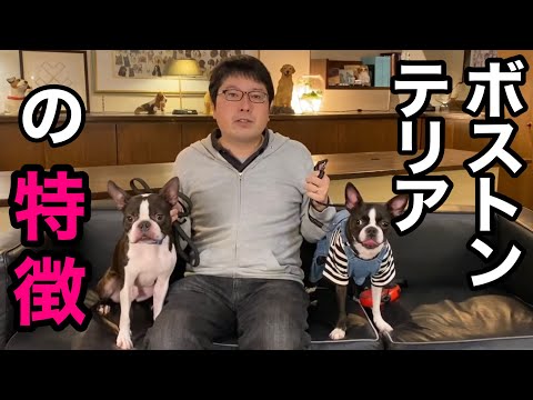 プロトテリアについて詳しく解説