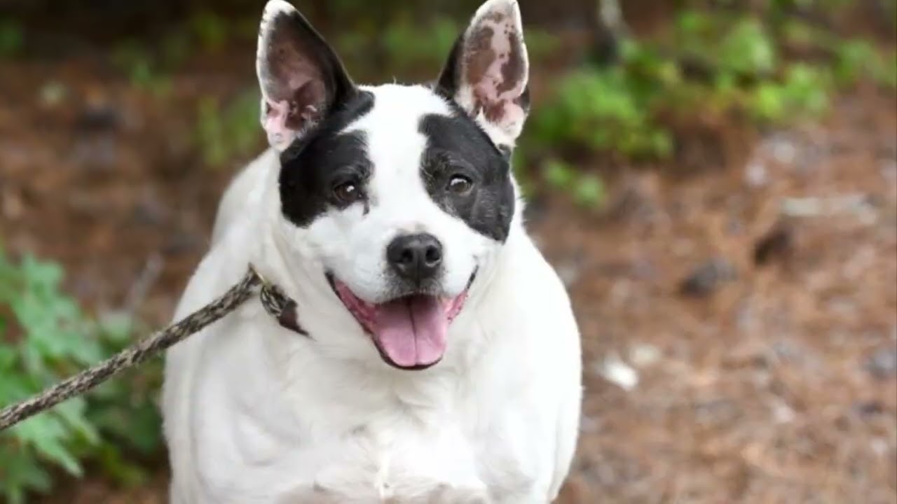 Bella, a ADOPTABLE Mixed Breed in Monroe, GA video 3/6