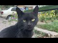 Two Hungry Cats Black Cat And Gray Tabby Cat