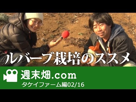 園芸 ルバーブの収穫