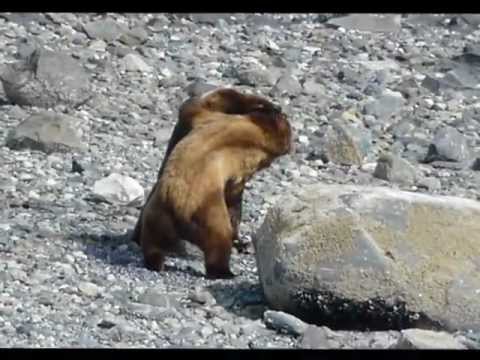Two Grizzly Bears Fighting Over Female!!!