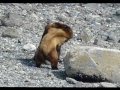 Two Grizzly Bears Fighting Over Female