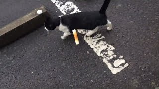 Dave Frishberg, Jessica Molaskey - Slappin&#39; The Cakes On Me