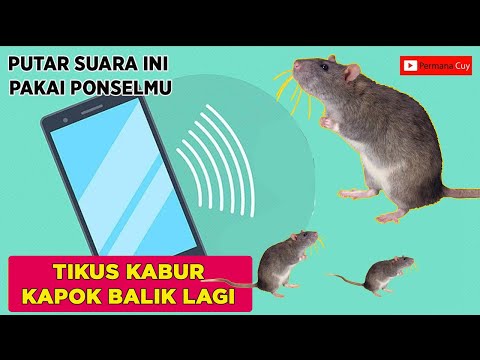 Terbukti !!! 100% Suara Pengusir Tikus Paling Ampuh