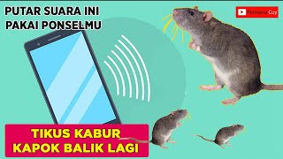 Download lagu Terbukti !!! 100% Suara Pengusir Tikus Paling Ampuh mp3