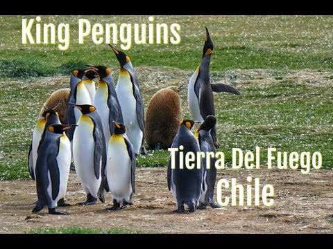 King Penguins of Tierra Del Fuego, Chile