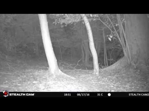 心理学科 ホンドテン 糞する （人間環境大学 演習林にて撮影）