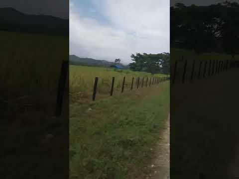 Tierra Sagrada del Estado Trujillo mp Bolívar Sabana grande #venezuela #parati #Tierra