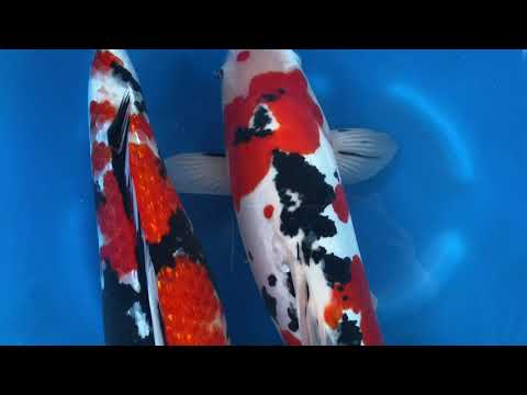 202012 SP-XTAK02 Takahashi Sansai GR Showa D Sanke 49cm