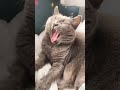 Cat gets caught sleeping in children’s bed 💤 🐱 😆