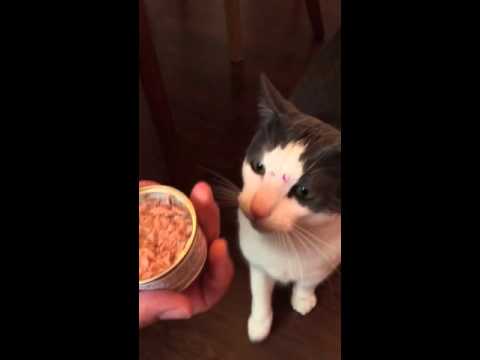 Cat loves wet food