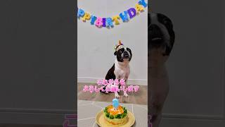 6歳になりました㊗️🎉 【ボストンテリア】こむぎ #shorts