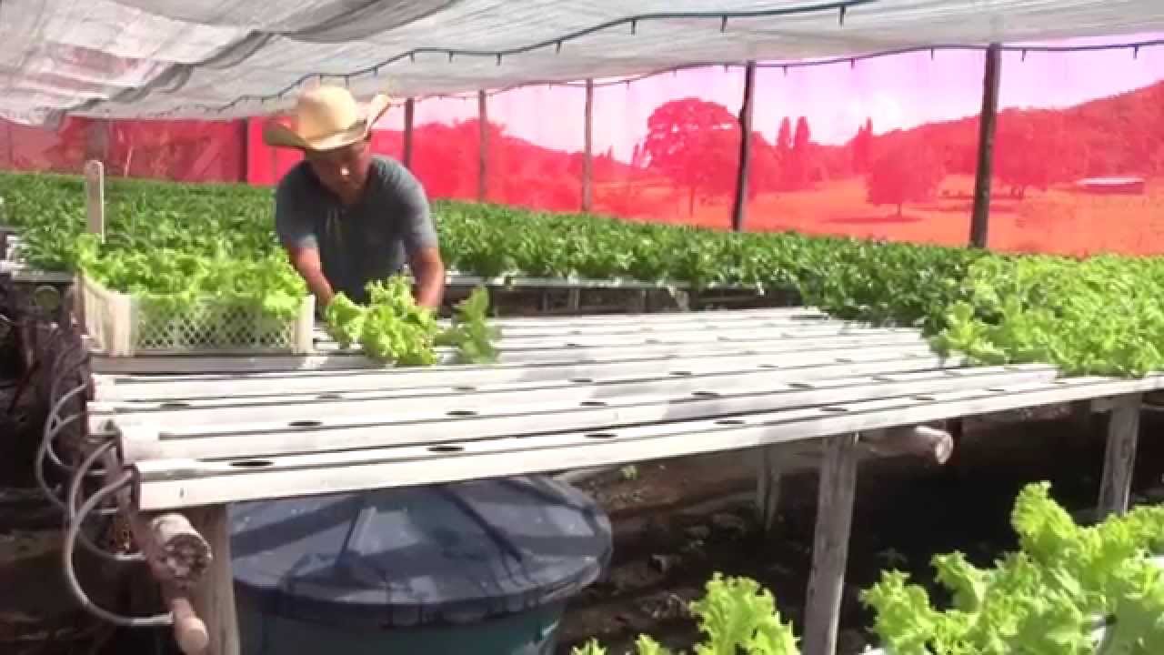 Assistência Técnica e Gerencial SENAR