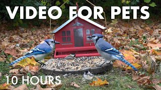 Saturday Morning Cartoons for Pets 🐱 - 10 Hours of Backyard Birds and Squirrels - Oct 25, 2025