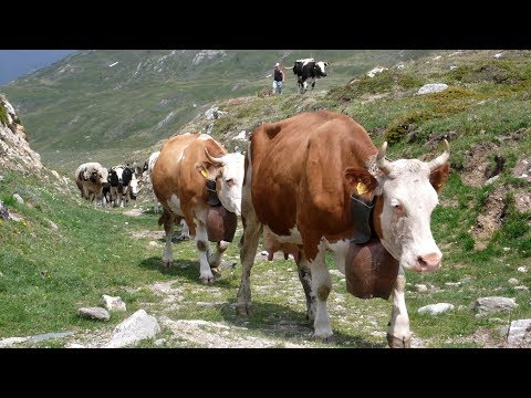 TRANSUMANZA    Cento giorni in alpe  al Moncenisio