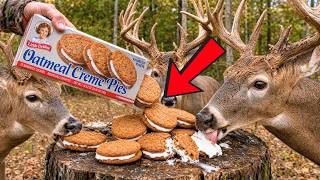 45 Deer Hunting Tricks Professional Hunters Teach Beginners That Cost Pennies—an
