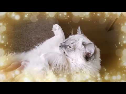 Anteprima Video Ragdoll: un gatto di cui innamorarsi