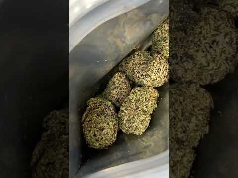 Bluelatti MajorLeagueExotics MrGelatti 🍭🍧🇺🇸 Cali Weed