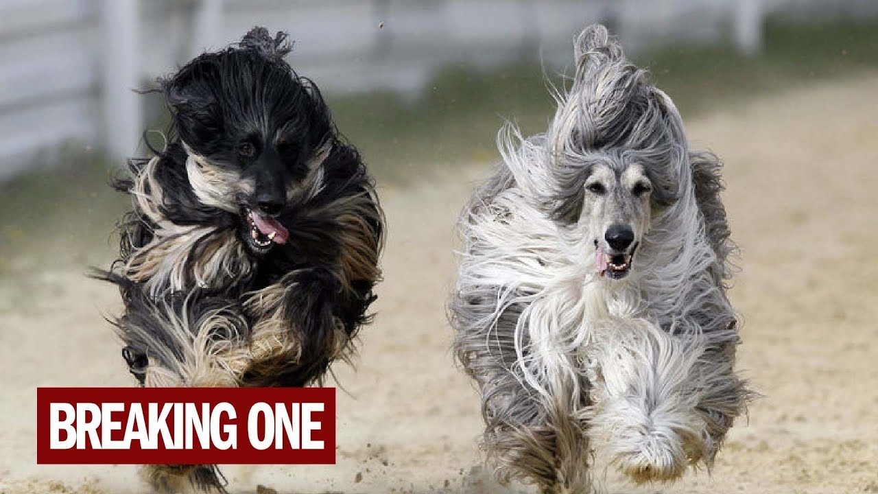 Meet the 19 least intelligent dogs