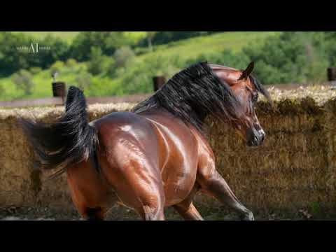 D IBN EL RASHEEM_Menton 2019