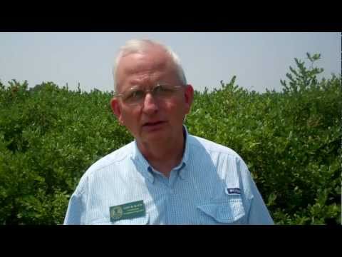 What Do You Do - Georgia Blueberry Research & Demonstration Farm (Episode 1)